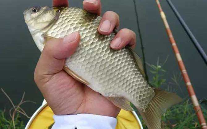 怎么钓鲫鱼容易上钩？找好点、打好窝、用好饵，轻松钓鲫鱼！-第3张图片