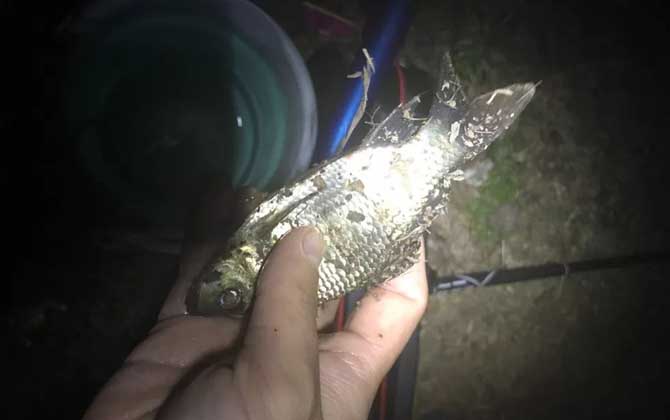 怎么钓鲫鱼容易上钩？找好点、打好窝、用好饵，轻松钓鲫鱼！-第7张图片