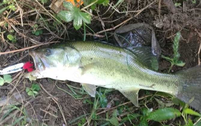 鲈鱼路亚饵是沉水还是浮水好？-第4张图片