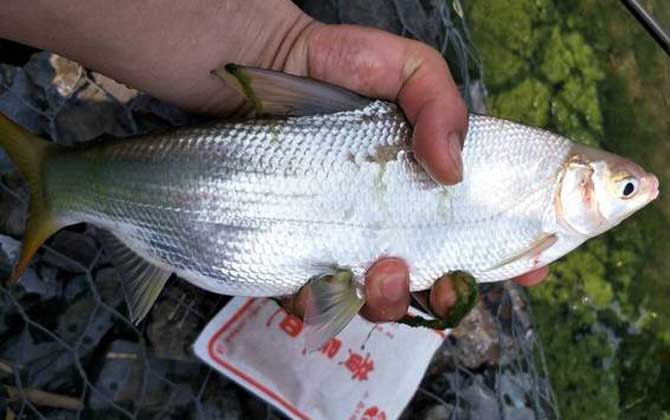 黄尾鲴的钓法和饵料配方-第5张图片