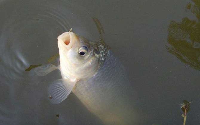 夏天钓鲫鱼最佳时间及方法，基本原则是“钓早晚，不钓中午”！-第4张图片