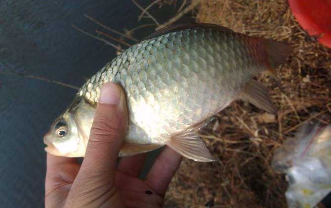 夏天钓鲫鱼最佳时间及方法，基本原则是“钓早晚，不钓中午”！-第5张图片