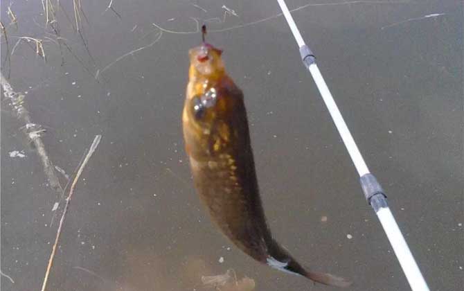 夏季用蚯蚓钓鲫鱼的技巧，掌握这5点，轻轻松松就能“爆护”！-第3张图片