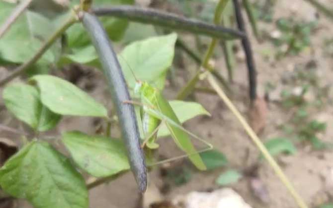 草鱼最爱吃三种饵料，尤其是前两种，用来钓草鱼一钓一个准！-第3张图片