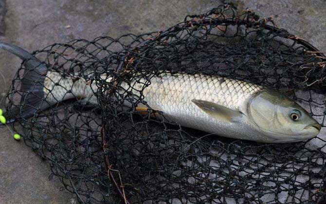 浮钓草鱼钓多深水合适？没有一定，取决于鱼情、水情和天气！