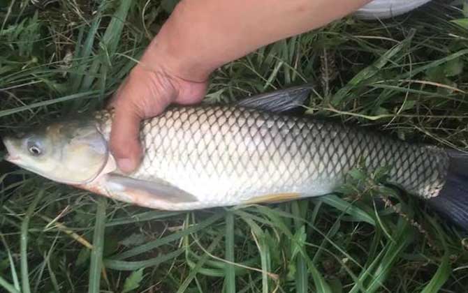 自制钓草鱼饵料配方，这6个配方，小鱼不闹窝，草鱼又爱吃！-第4张图片