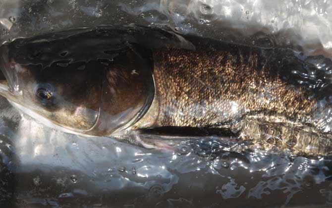 浮钓鲢鳙的技巧和方法，掌握这6点，轻松钓大鲢鱼、大鳙鱼！-第1张图片