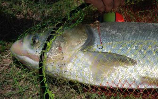 浮钓鲢鳙的技巧和方法，掌握这6点，轻松钓大鲢鱼、大鳙鱼！-第3张图片