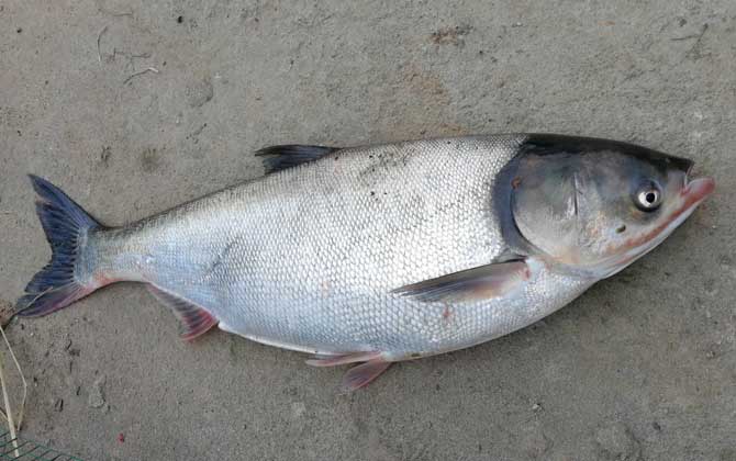 浮钓鲢鳙的技巧和方法，掌握这6点，轻松钓大鲢鱼、大鳙鱼！-第5张图片