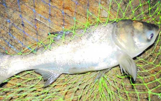 一天中钓鲢鳙最佳时间，从上午10时到下午18时都适合钓鲢鳙！-第2张图片