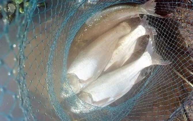 手竿钓鲢鳙最佳线组搭配,没有一定,取决于鱼情、水情、季节等!-第2张图片 手竿钓鲢鳙最佳线组搭配,没有一定,取决于鱼情、水情、季节等!-第2张图片