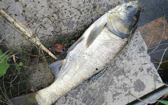 手竿钓鲢鳙最佳线组搭配,没有一定,取决于鱼情、水情、季节等!-第3张图片 手竿钓鲢鳙最佳线组搭配,没有一定,取决于鱼情、水情、季节等!-第3张图片