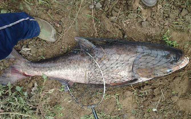 手竿钓鲢鳙最佳线组搭配,没有一定,取决于鱼情、水情、季节等!-第5张图片 手竿钓鲢鳙最佳线组搭配,没有一定,取决于鱼情、水情、季节等!-第5张图片