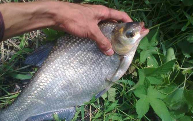 鳊鱼是什么鱼？我国特有鱼种，俗称长春鳊、长身鳊、草鳊等！-第5张图片