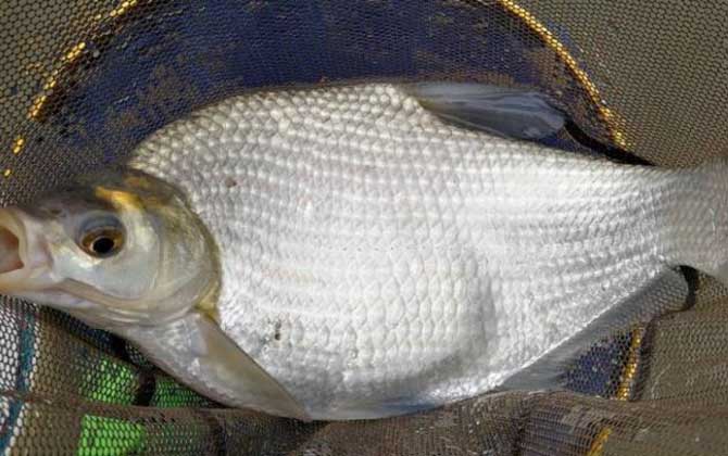 鳊鱼吃什么食物？草食性，主要以苦草、轮叶黑藻等植物为食！-第3张图片