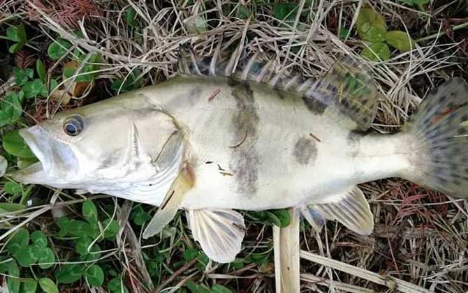 桃花流水鳜鱼肥的上一句是什么？-第2张图片