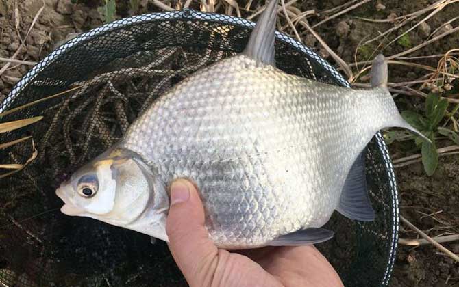 鳊鱼一年能长多大？生长速度较快，当年鱼苗可达100～200克！-第5张图片