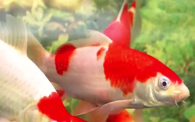 锦鲤,品种,价格,怎么养-第6张图片