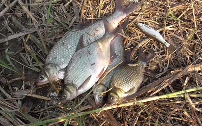 钓鳊鱼用几号钩几号线几号漂？取决于鱼情、水情、季节等因素！-第2张图片