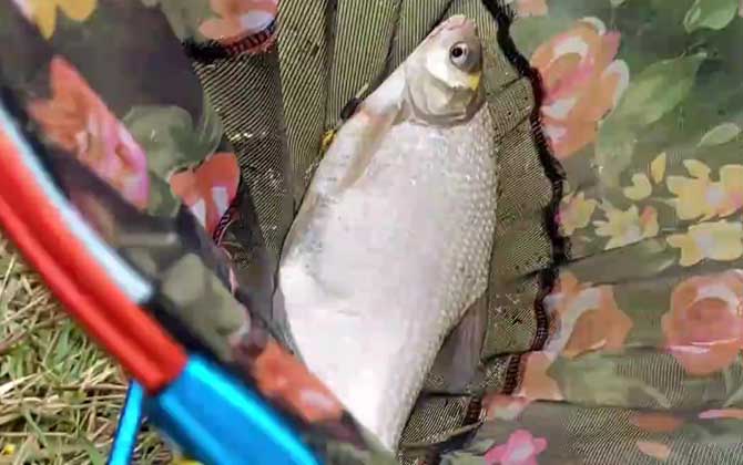 钓鳊鱼用几号钩几号线几号漂？取决于鱼情、水情、季节等因素！-第3张图片