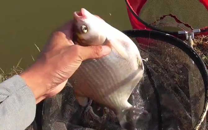 钓鳊鱼用几号钩几号线几号漂？取决于鱼情、水情、季节等因素！-第4张图片
