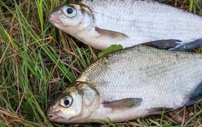 钓鳊鱼用几号钩几号线几号漂？取决于鱼情、水情、季节等因素！-第5张图片