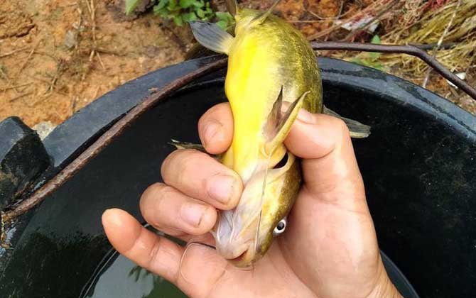 黄颡鱼用什么饵料钓最好？首选蚯蚓，其次是红虫、动物内脏等！-第2张图片