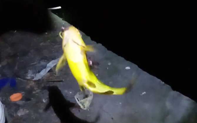 黄颡鱼用什么饵料钓最好？首选蚯蚓，其次是红虫、动物内脏等！-第3张图片
