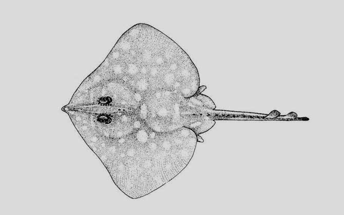 斑鳐是什么鱼？-第2张图片