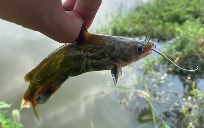 黄骨鱼钓深水还是浅水？一般钓浅水，黄骨鱼常在近岸浅水活动！