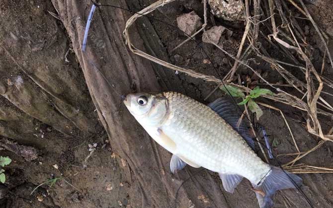 西北风钓鱼最佳钓位和时间-第3张图片