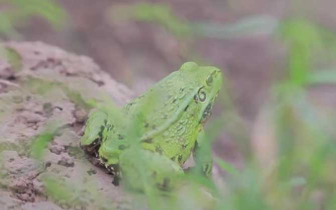 田鸡是青蛙吗？-第4张图片