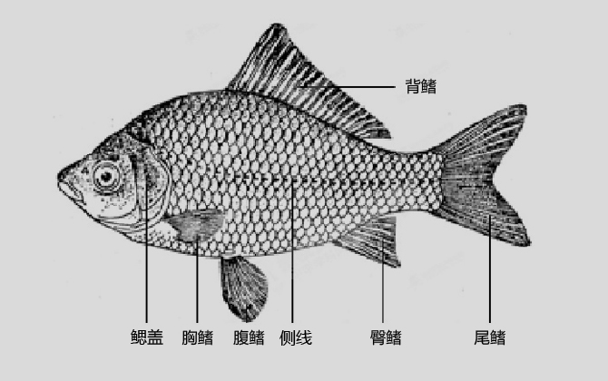 鱼鳍,种类,位置,作用