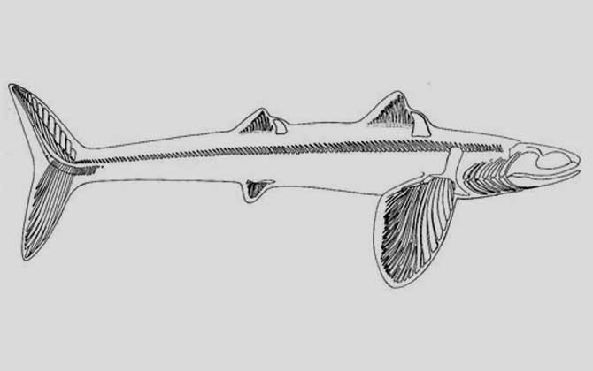 鲨鱼的祖先是什么？-第3张图片