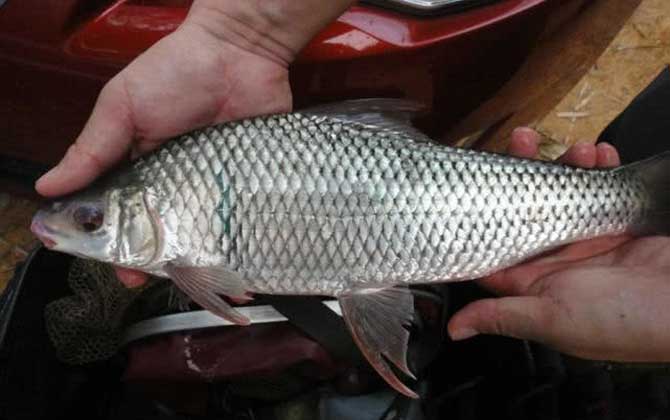 土鲮鱼爱吃什么？杂食性，主要以植物、水生昆虫及幼虫等为食！-第2张图片