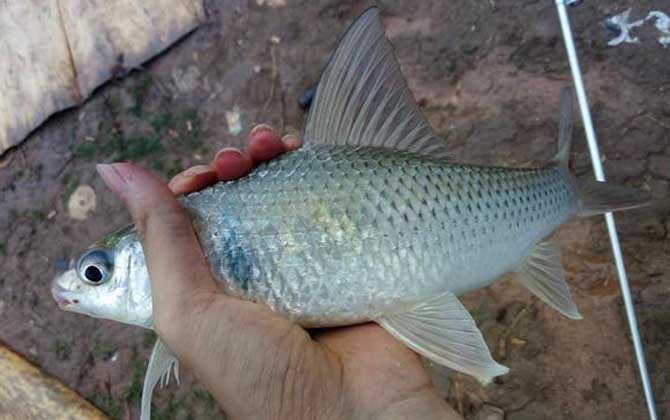 土鲮鱼爱吃什么？杂食性，主要以植物、水生昆虫及幼虫等为食！-第4张图片