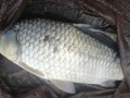 谷麦逗钓晚上怎么钓？