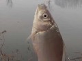 冬季钓鱼钓深水还是浅水？